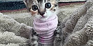 Nezuko is registered to the contest to win money with this photo: kitten, cat, pet, animal, cute, fluffy, blanket, indoors, cozy, pink_sweater, fur, small, young, domestic, curious, floor, tile, furniture, home, comfort