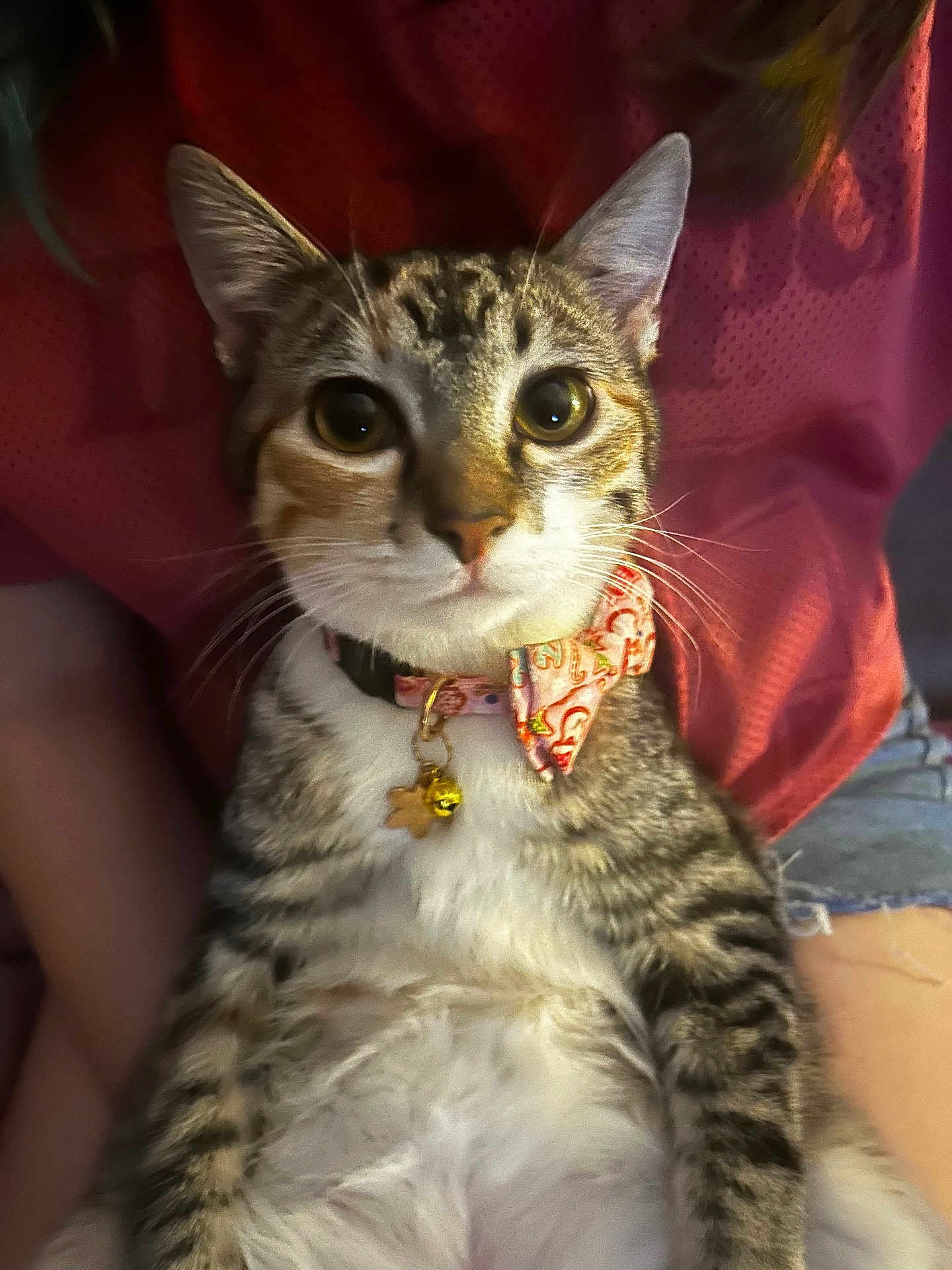 Nezuko is registered to the contest to win money with this photo: cat, tabby, collar, bow_tie, pet, animal, fur, whiskers, eyes, sitting, lap, person, clothing, red_shirt, denim_shorts, indoor, close_up, cute, domestic_cat, portrait