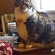 Cali joined the competition — help win amazing prizes! cat, tabby, white_paws, white_chest, sitting, wooden_dresser, window_light, indoor, decor, floral_chair, cozy, pet, feline, fur, domestic_animal, household, furniture, natural_light, calm, portrait