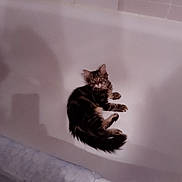 Buddy a rejoint le concours — aidez-le/la à gagner de superbes lots ! cat, kitten, feline, fluffy, long_hair, tabby, animal, pet, bathtub, bathroom, indoor, sitting, lying_down, curled_tail, paws, whiskers, ears, fur, portrait, home