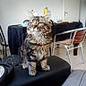 Buddy a rejoint le concours — aidez-le/la à gagner de superbes lots ! cat, tabby, fluffy, long_hair, feline, pet, sitting, chair, indoor, dining_room, table, glasses, bottles, furniture, black_chair, whiskers, green_eyes, pointed_ears, striped_fur, portrait