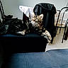 Buddy a rejoint le concours — aidez-le/la à gagner de superbes lots ! cat, cats, tabby, fluffy, furry, kitten, long_hair, lounging, sitting, relaxed, indoor, home, chair, table, tablecloth, furniture, ottoman, tile_floor, black_coat, portrait