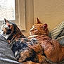 Cheddar joined the competition — help win amazing prizes! cat, cats, orange_tabby, tortoiseshell_cat, window, blanket, cozy, indoor, pets, fur, animal, resting, snuggling, soft_light, domestic, cute, relaxing, companion, whiskers, tail