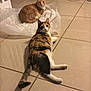 cat, indoor, floor, plastic_bag, curious, orange_cat, calico_cat, tile, pets, animal, feline, relaxed, looking_at_camera, domestic, two_cats, whiskers, ears, tail, home, cozy