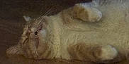 Cheddar joined the competition — help win amazing prizes! cat, lying_down, feline, relaxed, indoor, sleepy, fur, whiskers, paw, pet, animal, mammal, brown, white, resting, quiet, calm, cute, domestic, cozy