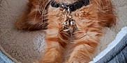 Alf participe au concours pour gagner de l'argent avec cette photo : kitten, cat, orange_tabby, pet_bed, cozy, fluffy, collar, bells, fur, cute, animal, indoor, resting, looking, young, whiskers, ears, paws, soft, comfort