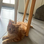 Alf a rejoint le concours — aidez-le/la à gagner de superbes lots ! kitten, cat, orange_cat, fluffy, indoor, floor, tile_floor, table_leg, chair_leg, wooden_leg, white_leg, pet, cute, animal, domestic_cat, resting, young_cat, feline, natural_light, home