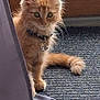Alf a rejoint le concours — aidez-le/la à gagner de superbes lots ! kitten, cat, orange_cat, fluffy, curious, collar, bell, curtain, door, mat, indoor, tile_floor, pet, animal, young_cat, feline, whiskers, tail, cute, domestic