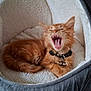 Alf a rejoint le concours — aidez-le/la à gagner de superbes lots ! kitten, cat, orange_cat, yawning, pet_bed, cozy, furry, collar, indoor, cute, sleepy, resting, animal, domestic_cat, soft, home, comfort, feline, small_animal, cute_pet