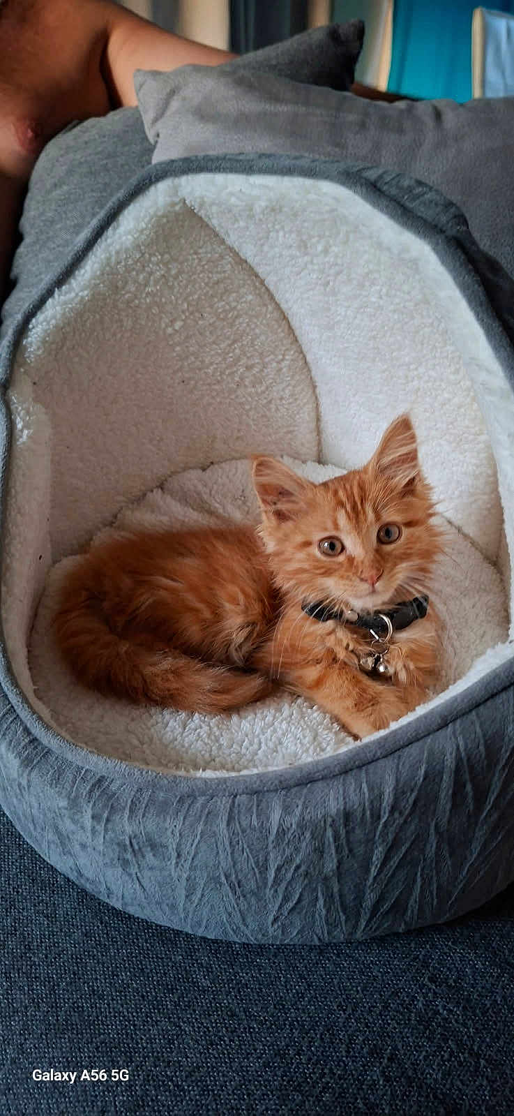Alf participe au concours pour gagner de l'argent avec cette photo : kitten, cat, pet_bed, orange_cat, collar, bell, feline, cozy, indoor, cushion, fabric, resting, cute, animal, domestic_animal, fur, small_pet, home, comfort, relaxation