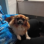 Babygirl joined the competition — help win amazing prizes! dog, small_dog, fluffy, pet, indoor, person, blue_jacket, lap, fur, brown, white, black, sitting, cozy, companion, animal, paw, cute, closeup, relaxed
