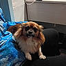 dog, small_dog, fluffy, pet, indoor, person, blue_jacket, lap, fur, brown, white, black, sitting, cozy, companion, animal, paw, cute, closeup, relaxed