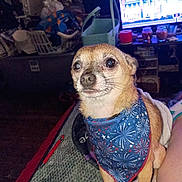 Lil Bit joined the competition — help win amazing prizes! dog, bandana, indoor, blanket, television, furniture, clutter, laundry_basket, small_dog, curious, brown_dog, pet, home, fabric, animal, portrait, cozy, decor, living_room, alert