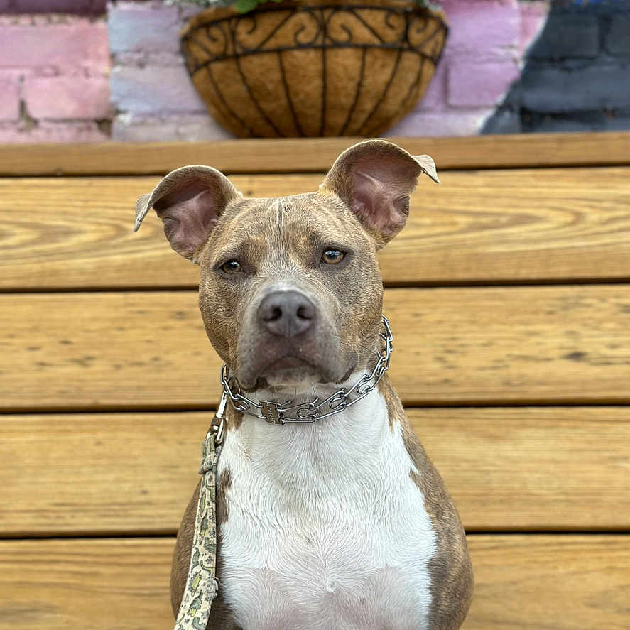 Loki joined the competition — help win amazing prizes! animal, bulldog, canine, cookware, dog, flower, flowerarrangement, flowerbouquet, geranium, indoors, interiordesign, jar, pet, pitbull, plant, planter, pottedplant, pottery, vase, wood