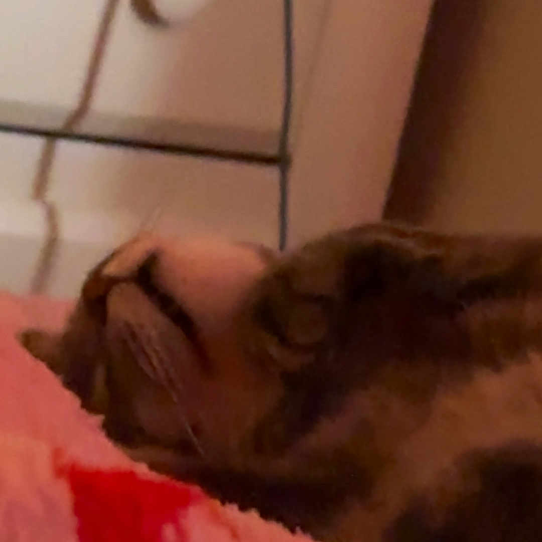 Zim is registered to the contest to win money with this photo: adult, animal, blanket, cabinet, canine, cat, closet, cupboard, dog, drawer, face, female, furniture, head, indoors, person, pet, puppy, sleeping, woman