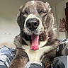 Bobo participe au concours pour gagner de l'argent avec cette photo : animal, bed, blanket, canine, close_up, comfortable, dog, domestic, fur, indoor, mouth_open, nostrils, paw, pet, relaxed, resting, sleepy, tongue, whiskers, yawning