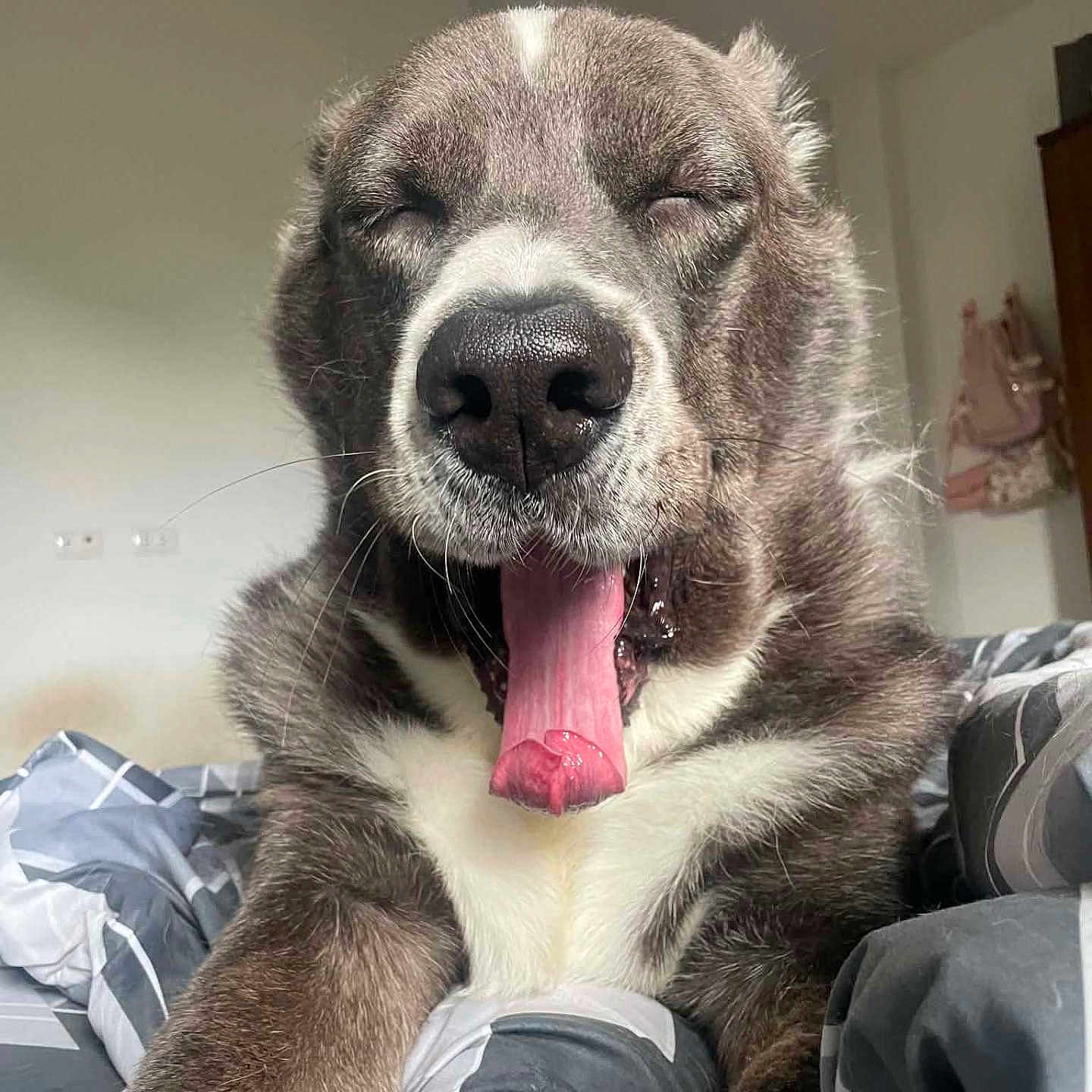 Bobo