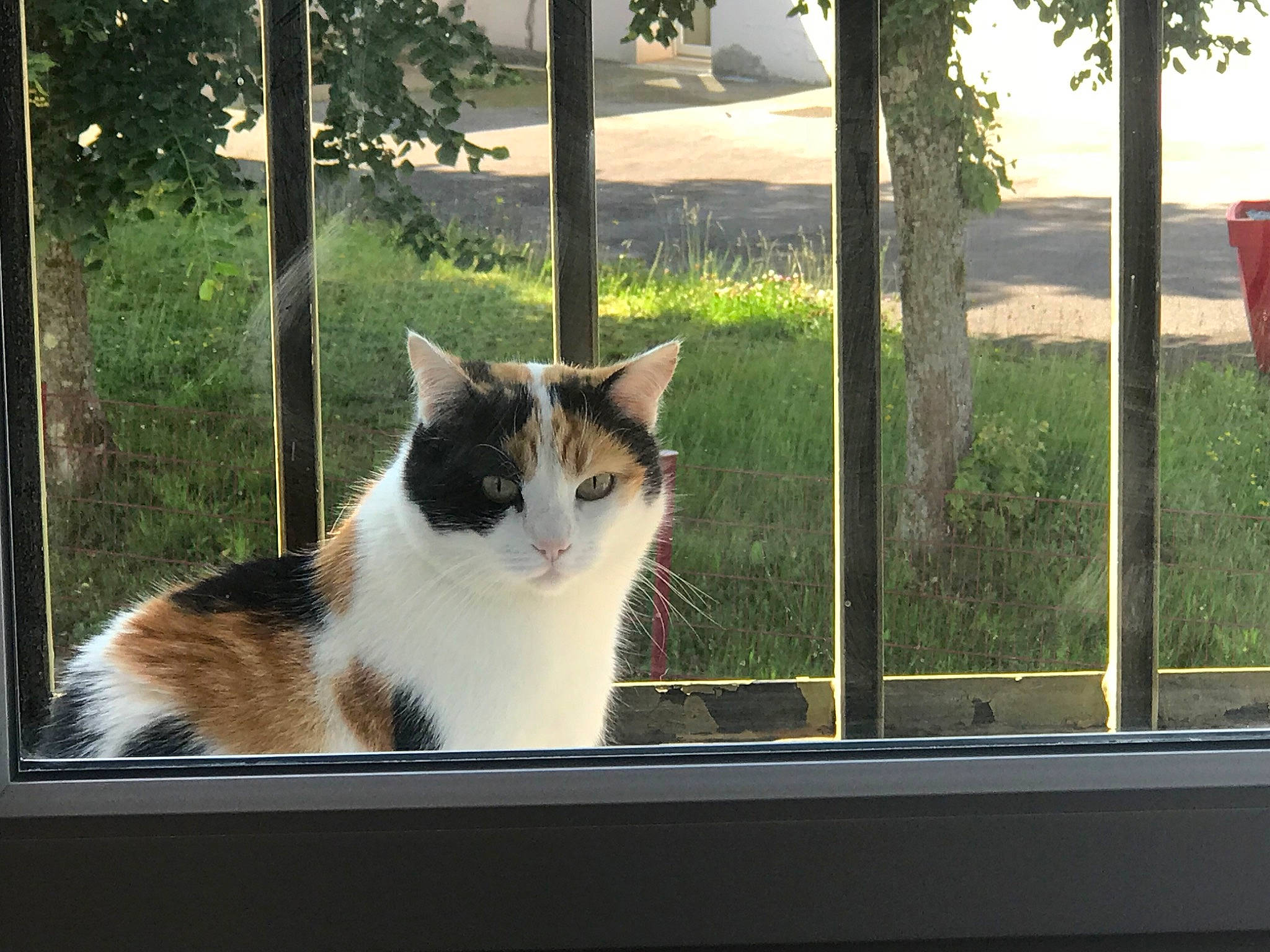 Moumoune participe au concours pour gagner de l'argent avec cette photo : aegean_cat, carnivore, cat, domestic_short_haired_cat, door, european_shorthair, felidae, home, interior_design, iron, kitten, morning, plant, polydactyl_cat, small_to_medium_sized_cats, square, tail, tree, whiskers, window