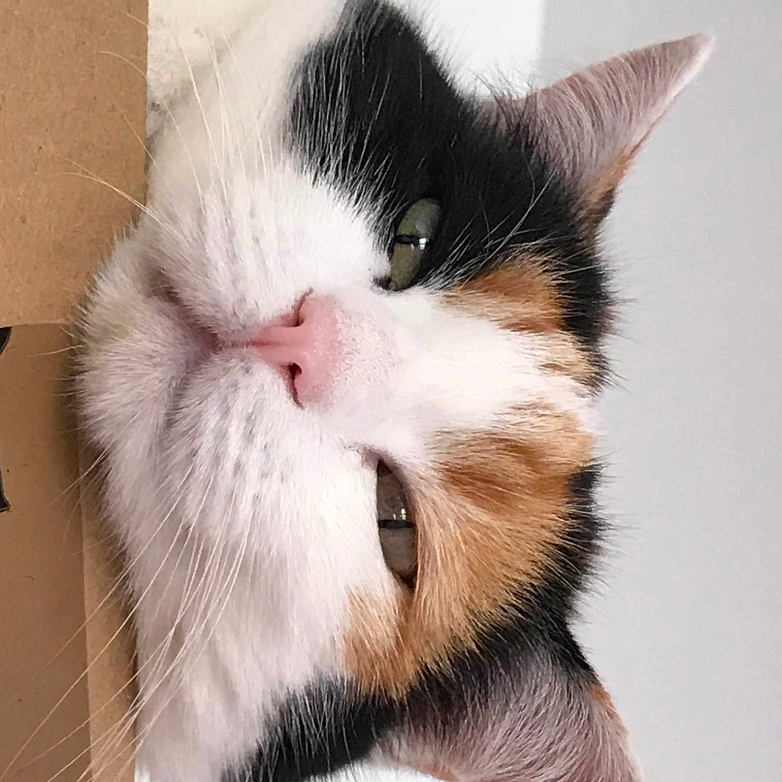 Moumoune a rejoint le concours — aidez-le/la à gagner de superbes lots ! aegean_cat, american_wirehair, carnivore, cat, domestic_short_haired_cat, ear, european_shorthair, eye, felidae, fur, japanese_bobtail, kitten, mammal, nose, paw, polydactyl_cat, small_to_medium_sized_cats, snout, tail, whiskers