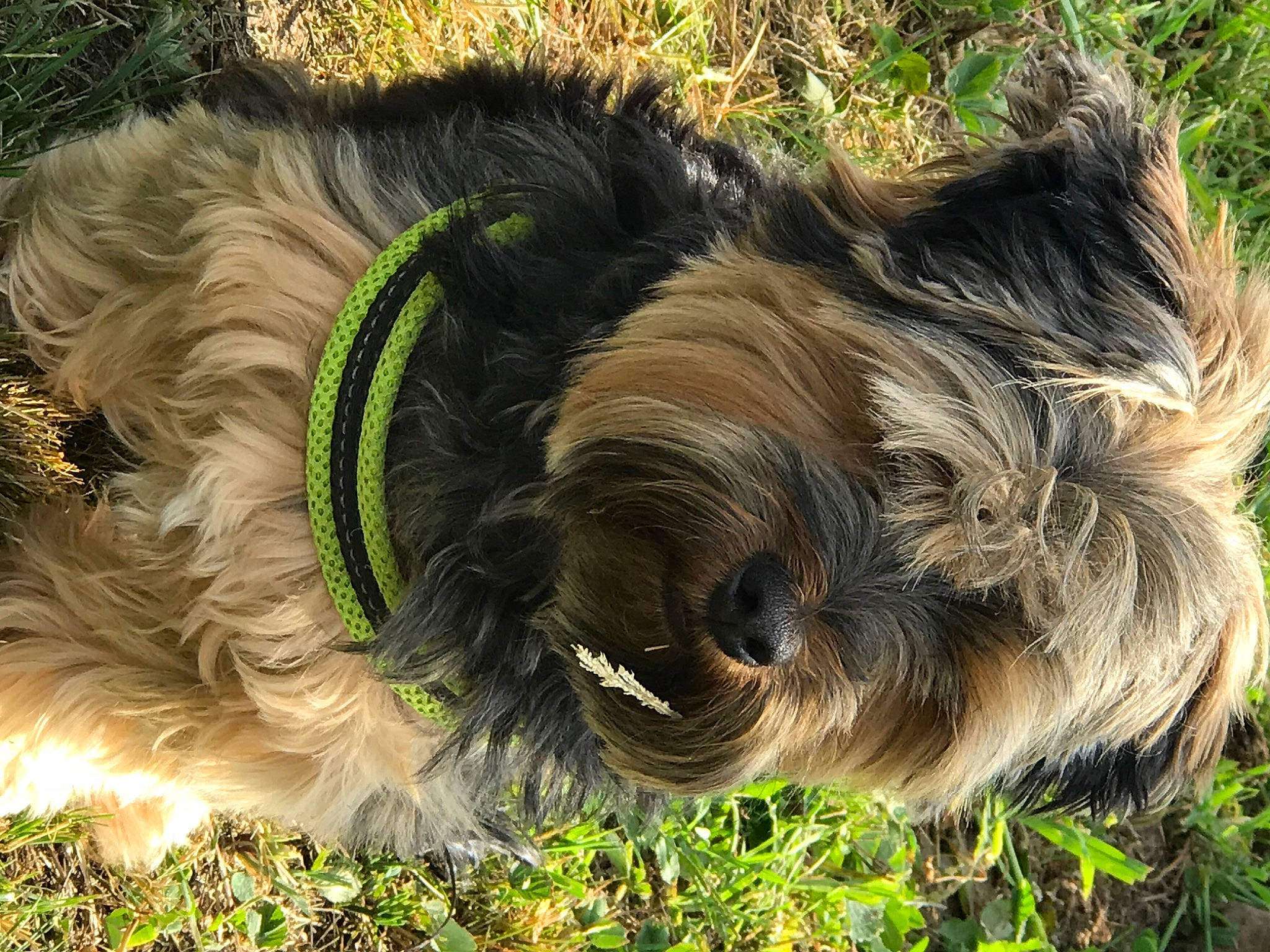 Tina a rejoint le concours — aidez-le/la à gagner de superbes lots ! affenpinscher, briard, cairn_terrier, canidae, cao_da_serra_de_aires, carnivore, catalan_sheepdog, dog, dog_breed, glen_of_imaal_terrier, grass, schapendoes, snout, sporting_group, terrier, tibetan_terrier, wirehaired_pointing_griffon