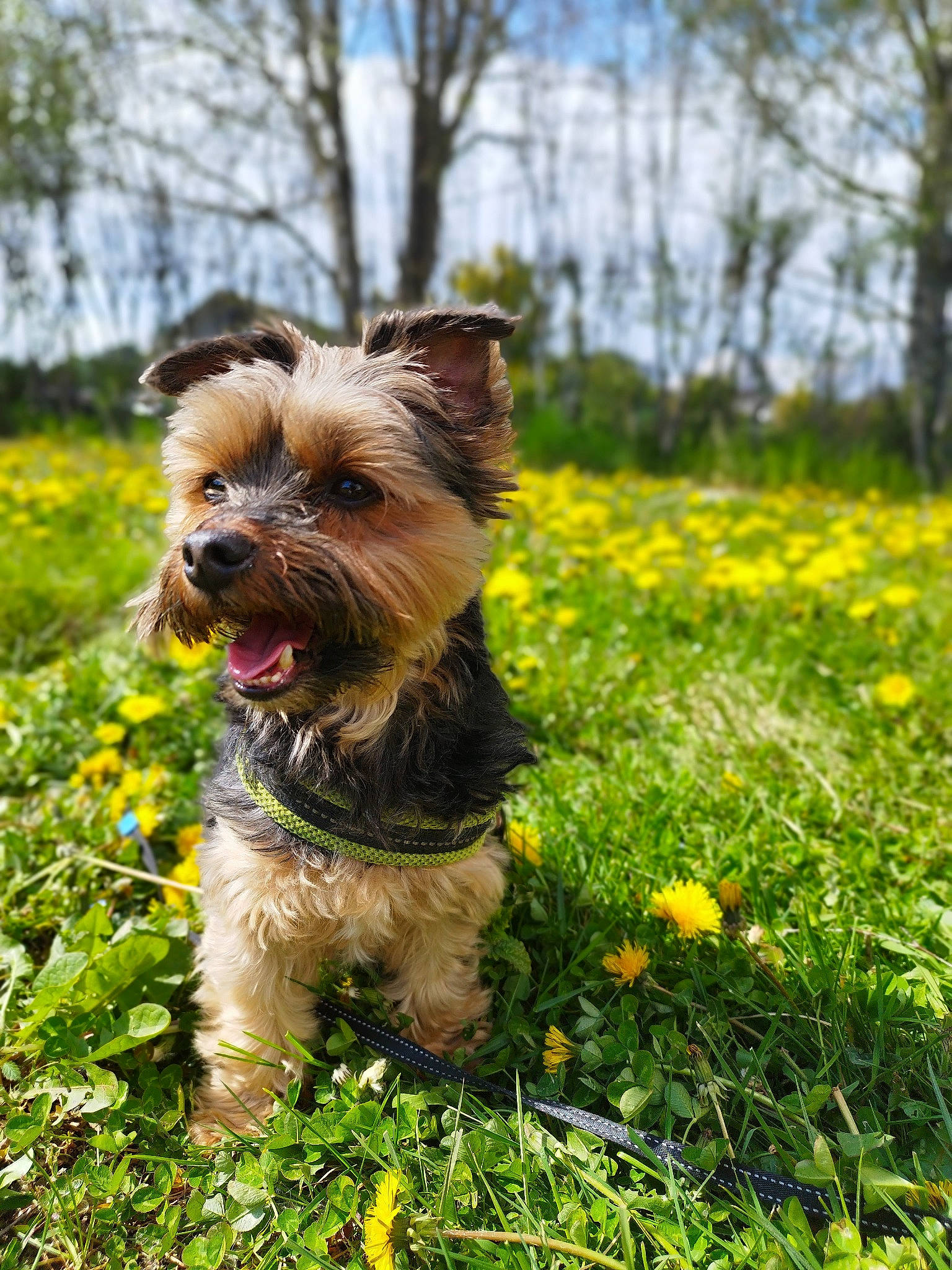 Tina participe au concours pour gagner de l'argent avec cette photo : carnivore, companion_dog, dog, dog_breed, dog_supply, fawn, flower, grass, groundcover, herbaceous_plant, liver, plant, sky, small_terrier, sporting_group, terrier, toy_dog, tree, water_dog, working_animal