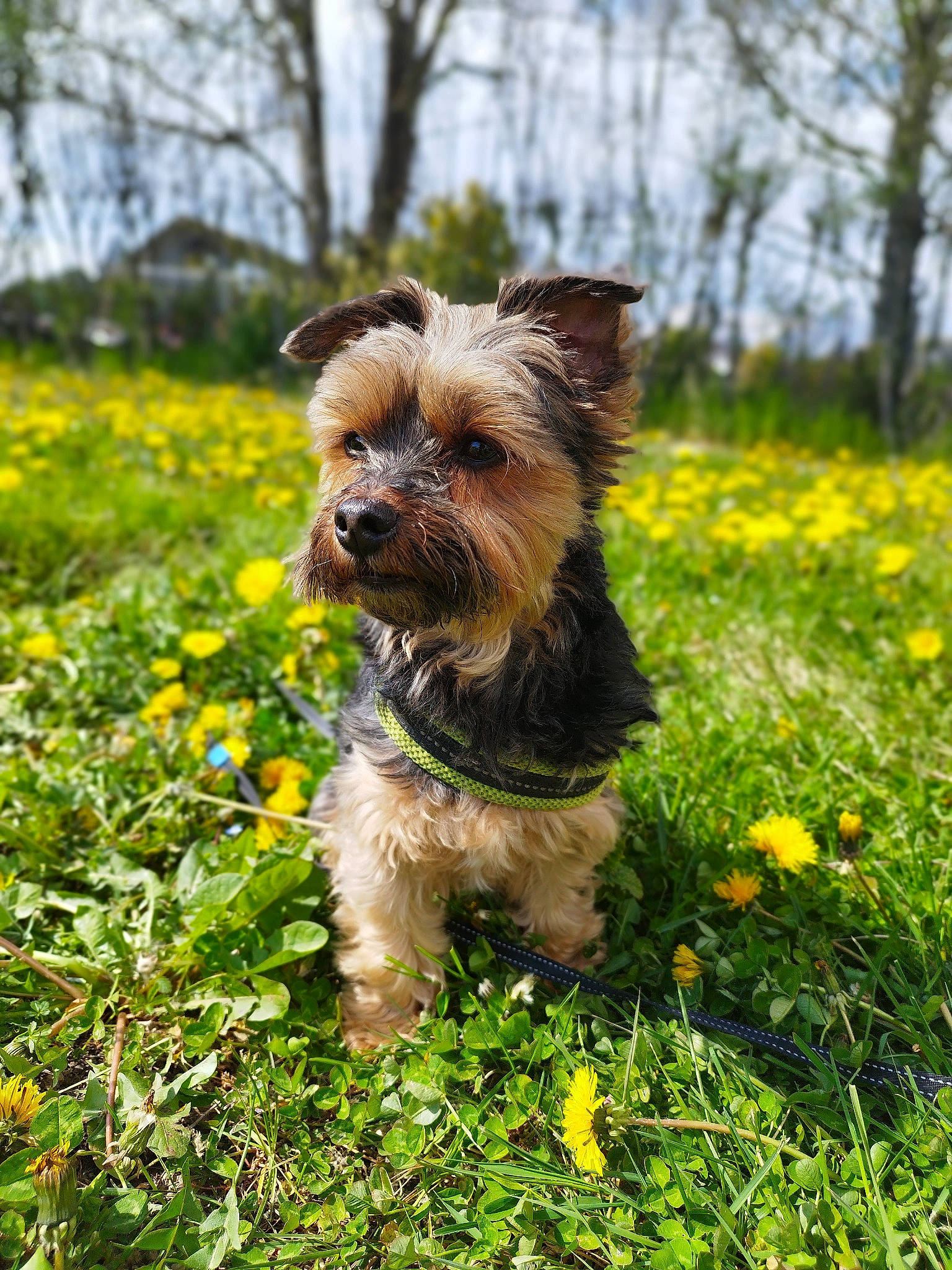Tina a rejoint le concours — aidez-le/la à gagner de superbes lots ! canidae, carnivore, companion_dog, dog, dog_breed, dog_supply, fawn, flower, grass, groundcover, liver, plant, sky, small_terrier, snout, sporting_group, terrier, toy_dog, tree, working_animal