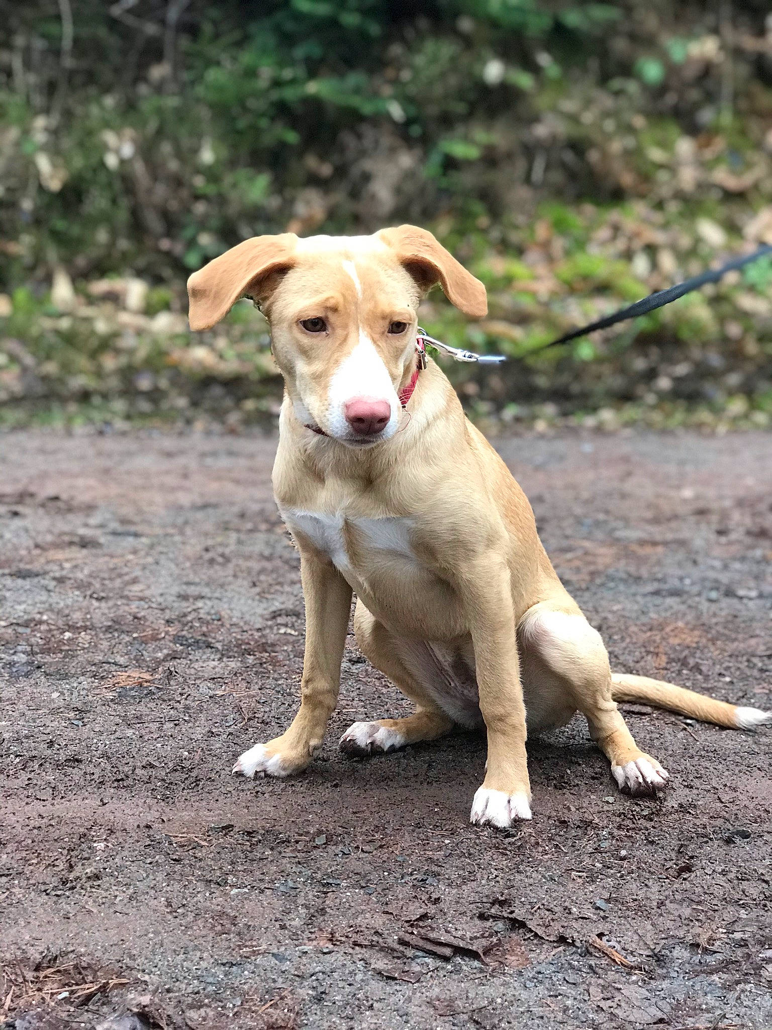 Cannelle a rejoint le concours — aidez-le/la à gagner de superbes lots ! canidae, carnivore, companion_dog, cretan_hound, dog, dog_breed, fawn, feist, hound, hunting_dog, ibizan_hound, mammal, mountain_cur, podenco_canario, potcake_dog, rare_breed_dog, snout, sporting_group, street_dog, vertebrate