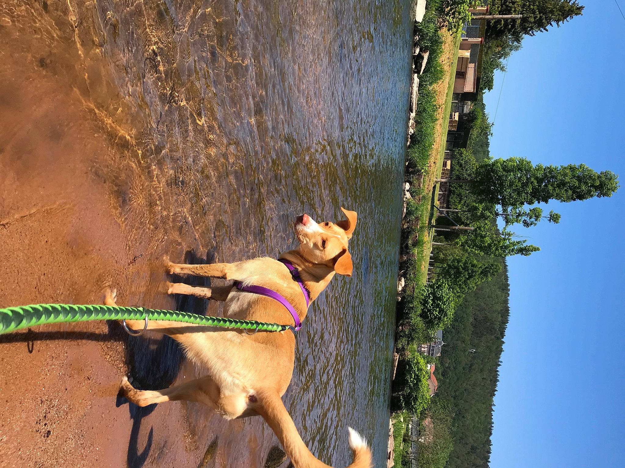 Cannelle a rejoint le concours — aidez-le/la à gagner de superbes lots ! adventure, canidae, carnivore, dog, dog_breed, fawn, hunting_dog, leash, recreation, tail, tree