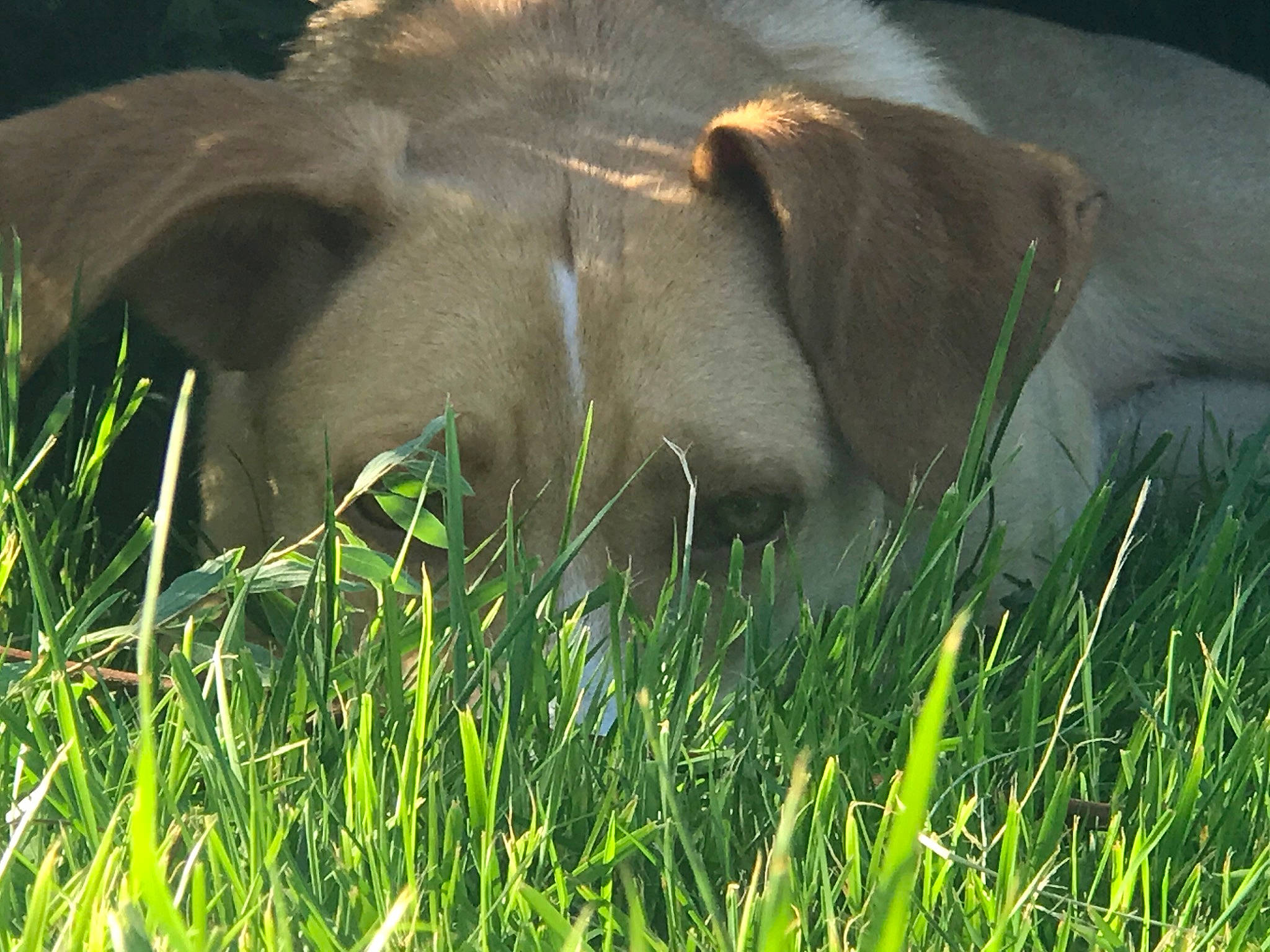 Cannelle participe au concours pour gagner de l'argent avec cette photo : elephant, elephants_and_mammoths, fawn, fodder, grass, grass_family, grazing, mammal, plant, snout, sporting_group, weimaraner, wildlife