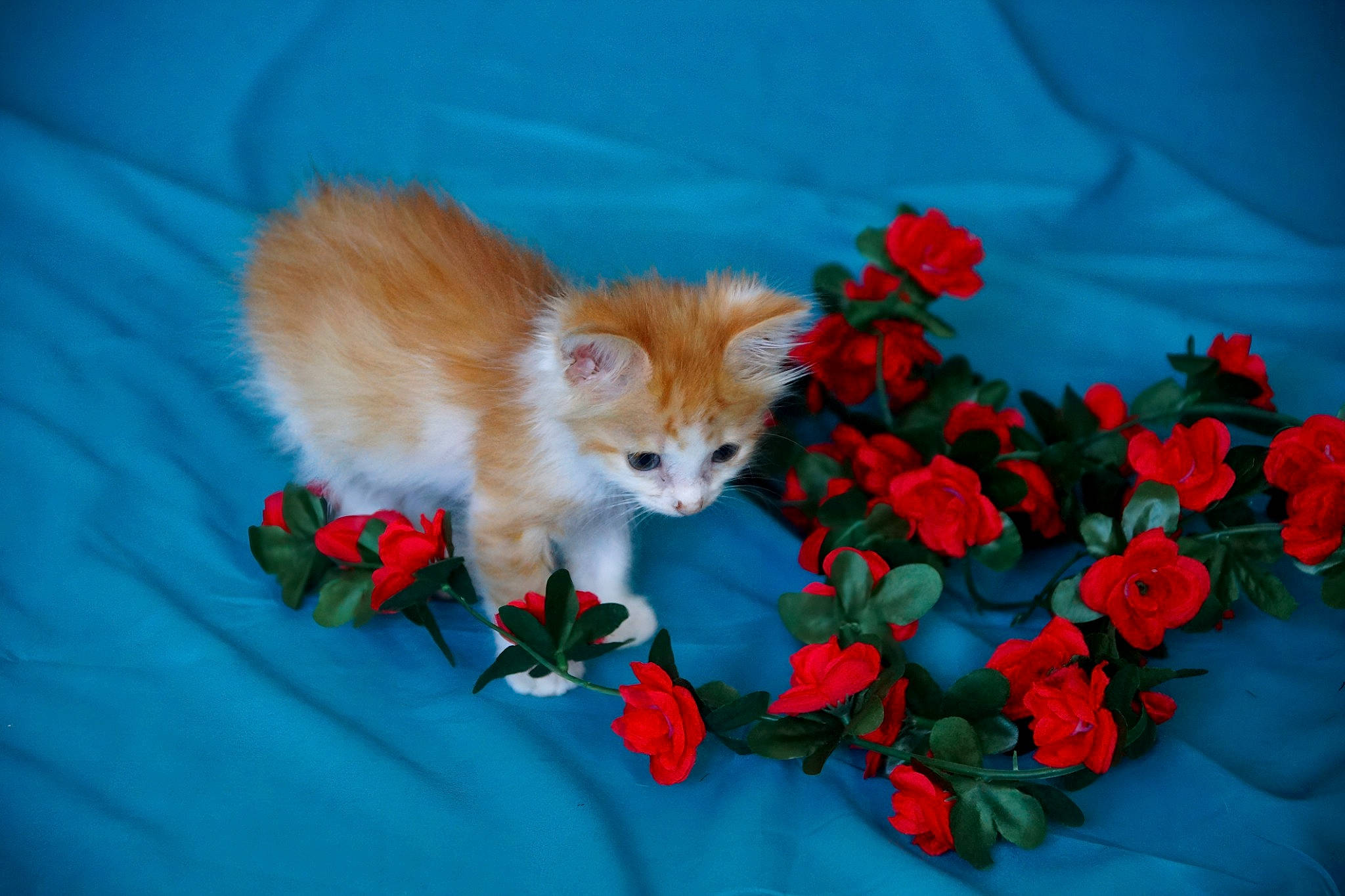 Roukie a rejoint le concours — aidez-le/la à gagner de superbes lots ! annual_plant, art, carnivore, cat, fawn, felidae, flower, fur, grass, leaf, orange, petal, pink, plant, small_to_medium_sized_cats, tail, textile, toy, tree, whiskers