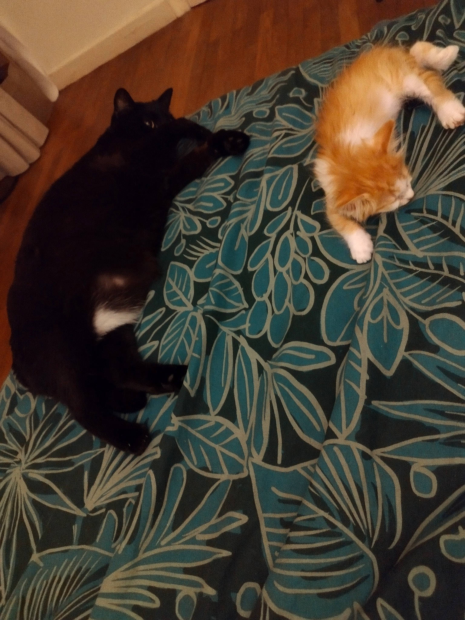 Roukie a rejoint le concours — aidez-le/la à gagner de superbes lots ! bed, brown, carnivore, cat, comfort, dog_breed, domestic_short_haired_cat, felidae, flooring, fur, grey, hardwood, linens, pattern, room, small_to_medium_sized_cats, tail, terrestrial_animal, whiskers, wood