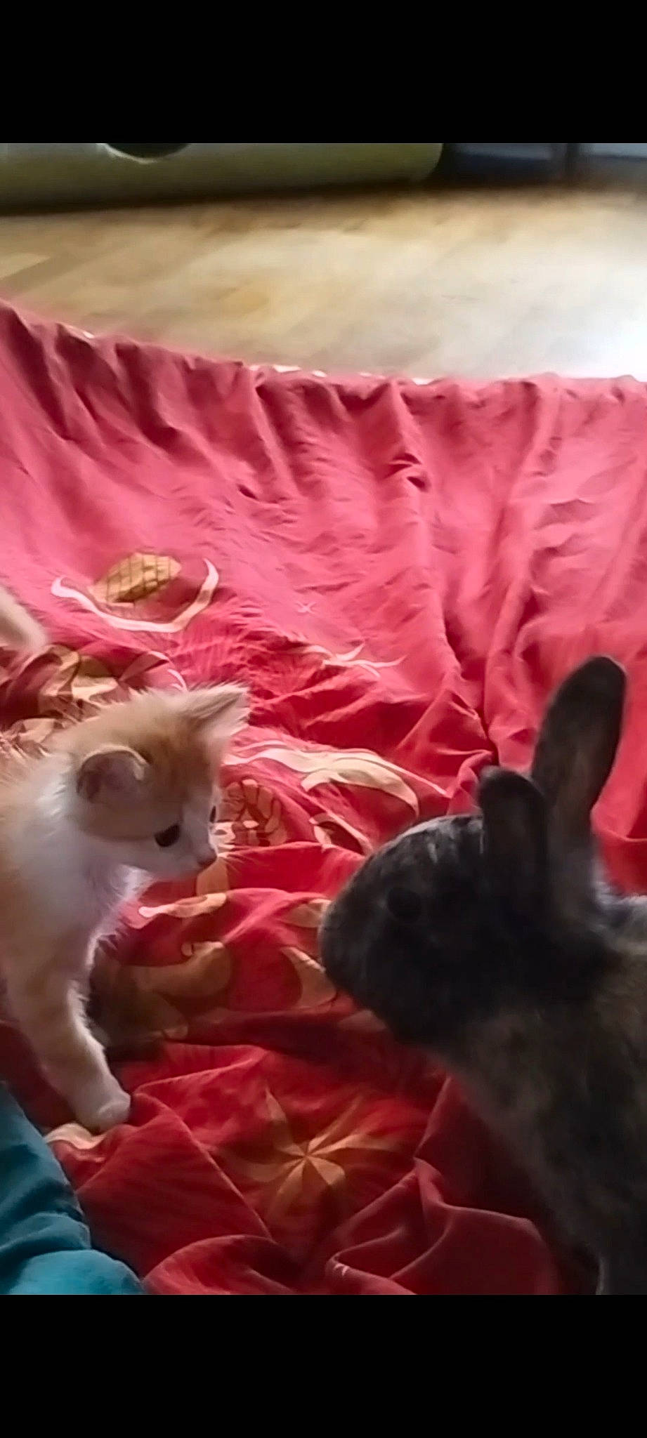 Roukie participe au concours pour gagner de l'argent avec cette photo : canidae, carnivore, cat, comfort, companion_dog, dog_breed, domestic_rabbit, ear, fawn, felidae, fur, linens, magenta, pink, rabbit, rabbits_and_hares, small_to_medium_sized_cats, tail, textile, whiskers