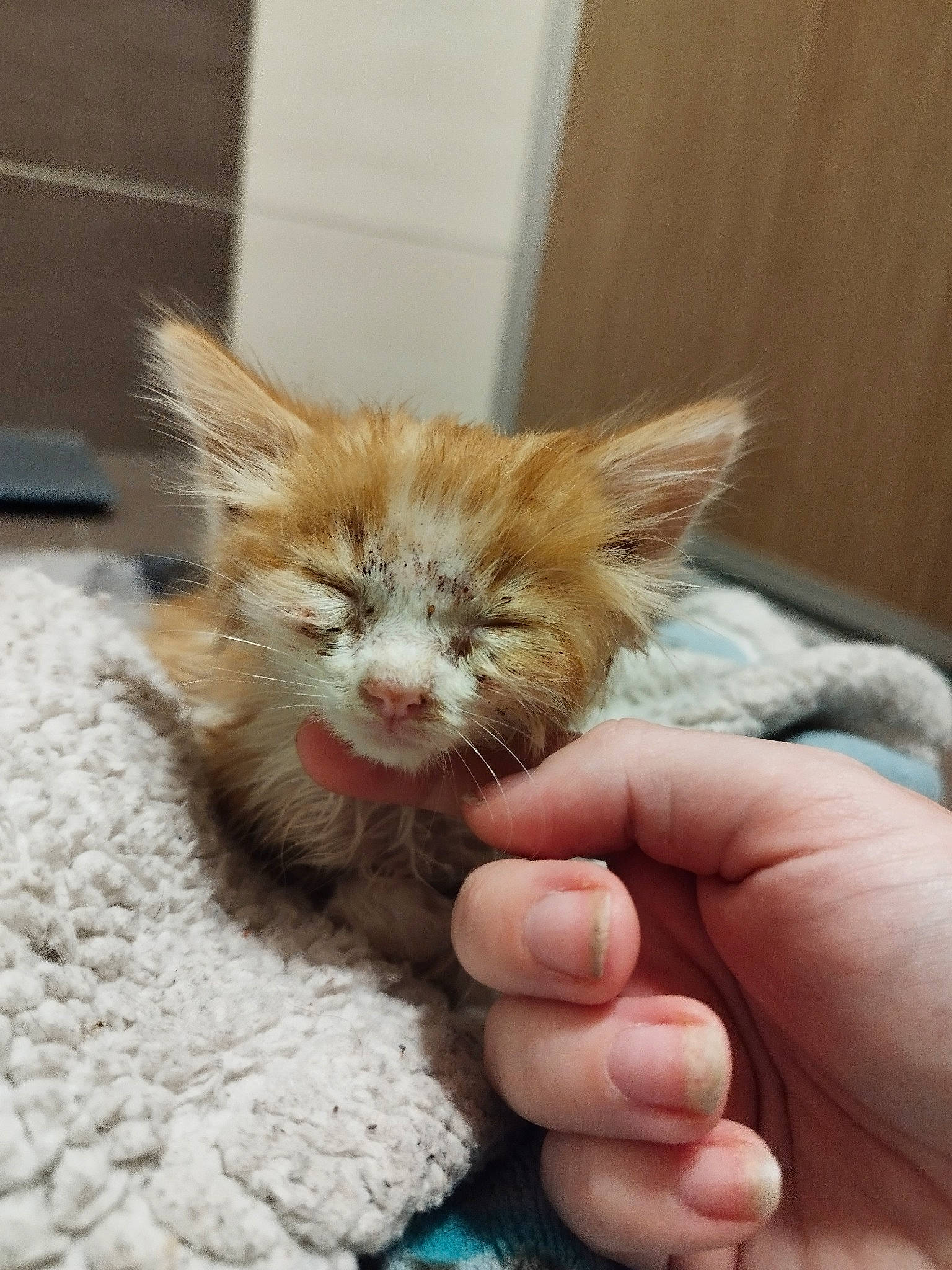 Roukie a rejoint le concours — aidez-le/la à gagner de superbes lots ! carnivore, cat, claw, comfort, domestic_short_haired_cat, fawn, felidae, foot, fur, gesture, nail, paw, small_to_medium_sized_cats, tail, terrestrial_animal, thumb, whiskers