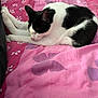 Pollux participe au concours pour gagner de l'argent avec cette photo : cat, sleeping, black_and_white, blanket, pink, floral_pattern, indoor, cozy, pet, fur, resting, animal, cute, domestic, soft, relaxed, bed, home, comfort, peaceful