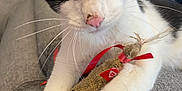 Pollux a rejoint le concours — aidez-le/la à gagner de superbes lots ! cat, black_and_white, pet, animal, toy, knitted_mouse, red_ribbon, whiskers, couch, feline, close_up, playful, indoor, curious, paw, nose, ears, fur, texture, relaxed