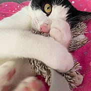 Pollux participe au concours pour gagner de l'argent avec cette photo : cat, pet, animal, black_and_white, yellow_eyes, toy, cuddling, close_up, pink_blanket, polka_dots, paw, whiskers, cute, feline, indoor, resting, soft_texture, cozy, playful, fur