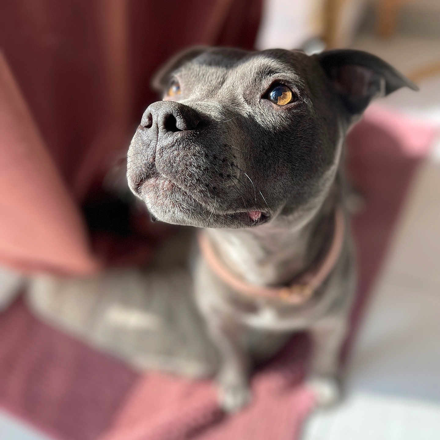 Kiyra a rejoint le concours — aidez-le/la à gagner de superbes lots ! animal, bostonbull, boxer, bulldog, canine, dog, frenchbulldog, hound, labradorretriever, pet, pitbull, pointer, puppy, snout, terrier, towel