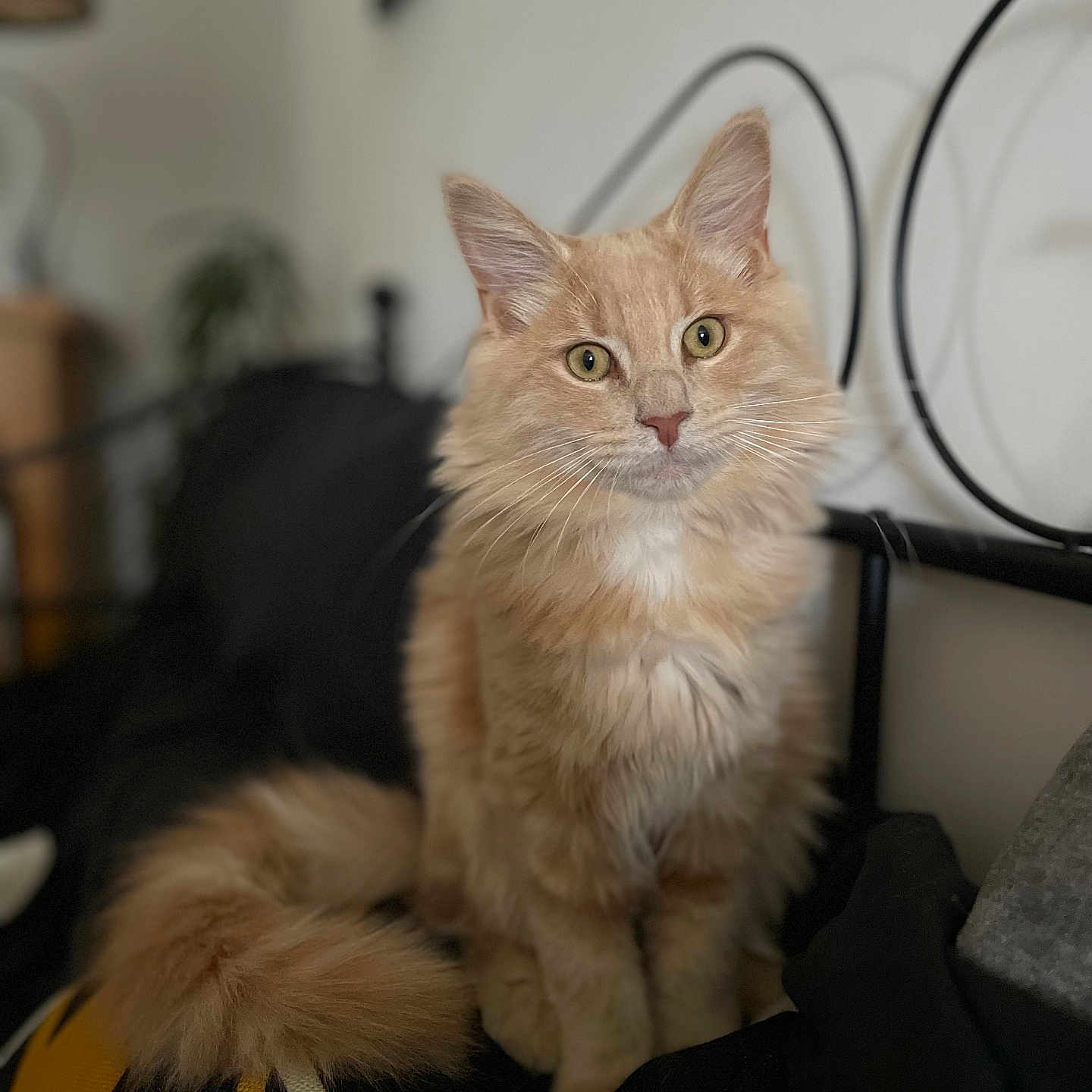 Layko participe au concours pour gagner de l'argent avec cette photo : cat, orange_tabby, fluffy, pet, indoor, bed, blanket, furniture, curious, animal, fur, whiskers, ears, tail, domestic_cat, cozy, portrait, sitting, home, closeup