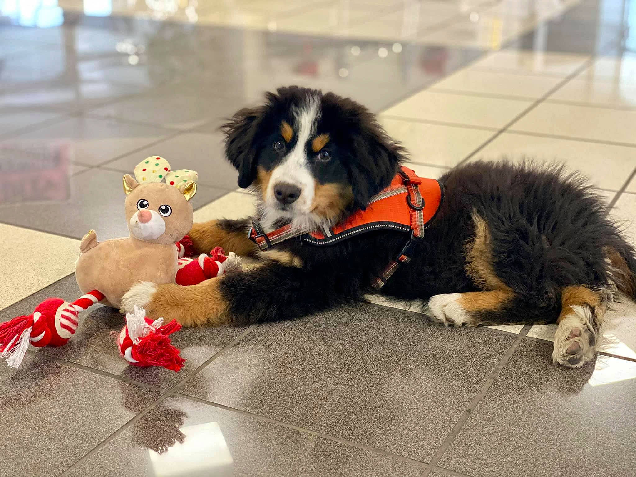 Baxter joined the competition — help win amazing prizes! bernese_mountain_dog, canidae, carnivore, collar, companion_dog, dog, dog_breed, dog_supply, floor, flooring, fur, mammal, pet_supply, snout, sporting_group, stuffed_toy, tile, toy, vertebrate, working_animal