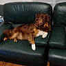 animal, brown_dog, canine, companion, cozy, curtain, dog, domestic_animal, furniture, green_couch, home, house, indoor, leather_couch, living_room, pet, relaxed, resting, white_paws, wooden_floor