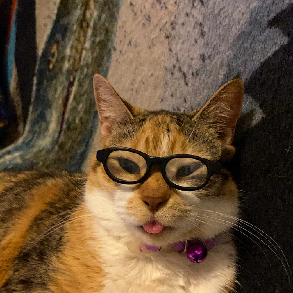 Sas C Mama Stevenson joined the competition — help win amazing prizes! animal, bell, blanket, calico, cat, collar, cozy, cute, domestic, feline, fur, glasses, indoor, pet, playful, portrait, relaxed, resting, tongue_out, whiskers