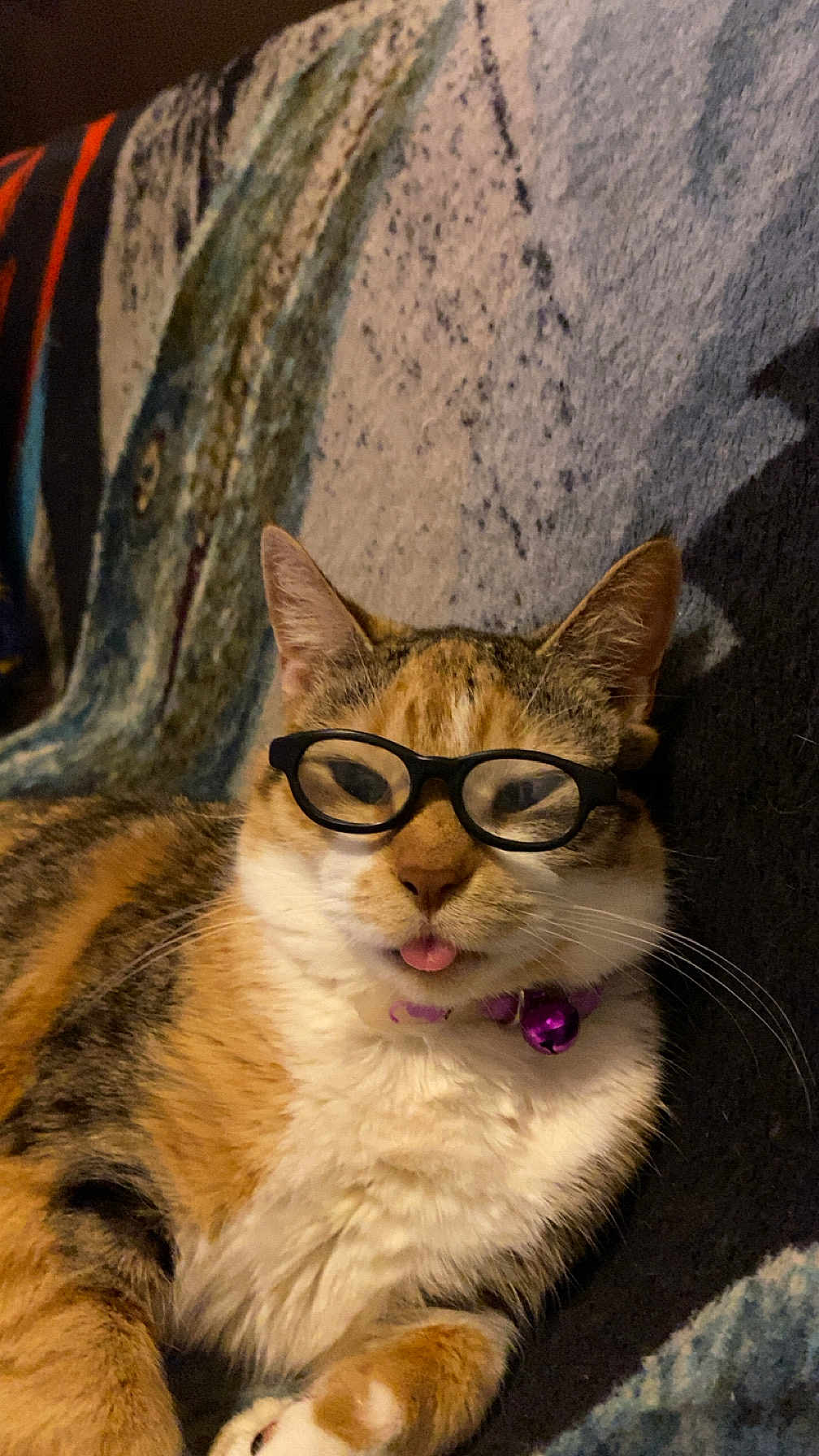 Sas C Mama Stevenson joined the competition — help win amazing prizes! animal, bell, blanket, calico, cat, collar, cozy, cute, domestic, feline, fur, glasses, indoor, pet, playful, portrait, relaxed, resting, tongue_out, whiskers
