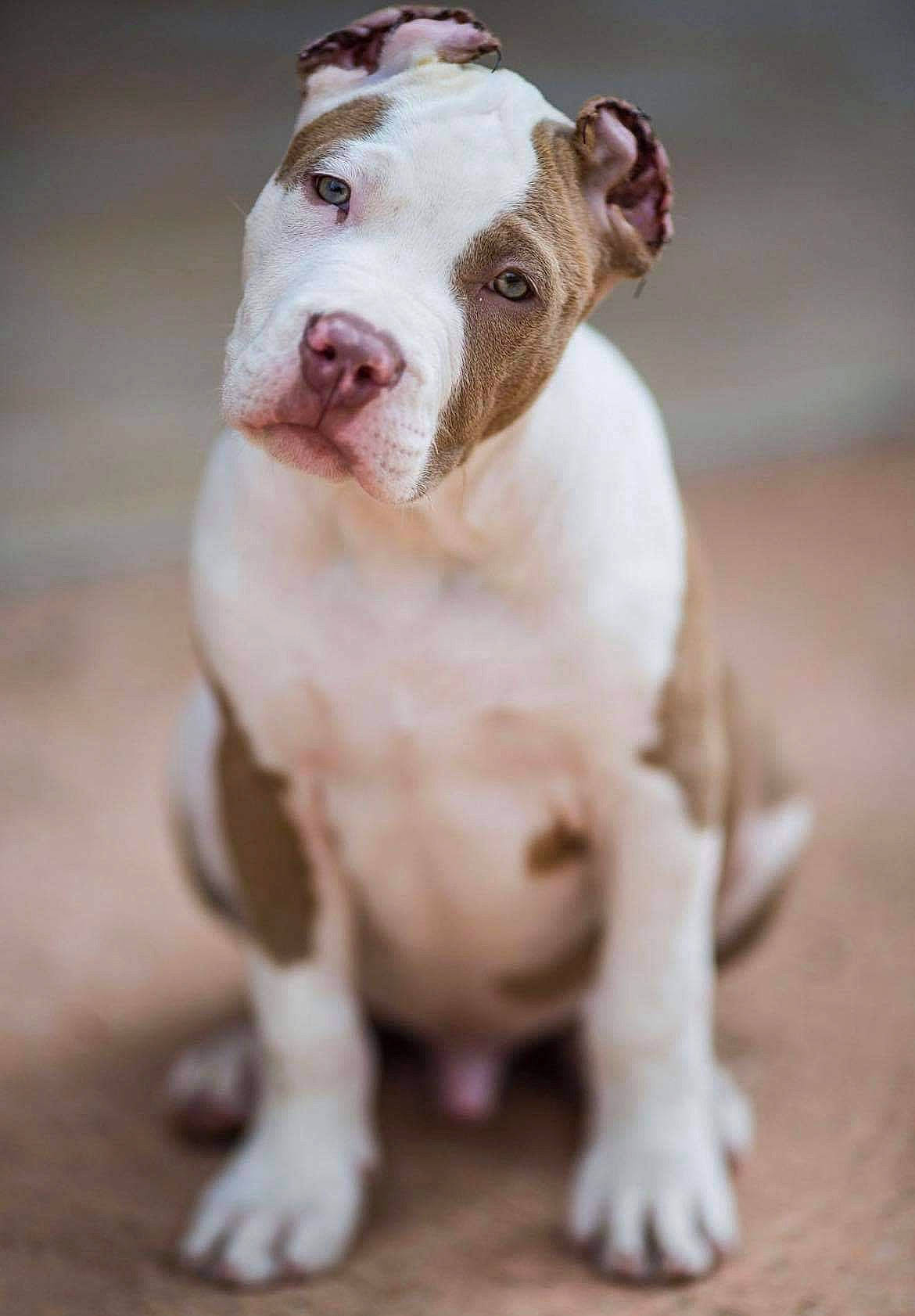 Storm a rejoint le concours — aidez-le/la à gagner de superbes lots ! ancient_dog_breeds, bulldog, canidae, carnivore, companion_dog, dog, dog_breed, liver, molosser, non_sporting_group, sporting_group, tail, terrestrial_animal, whiskers, working_animal