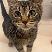 Scout is registered to the contest to win money with this photo: animal, cat, closeup, curious, cute, domestic, ears, eyes, feline, fur, indoor, kitten, looking, pet, portrait, small, standing, tabby, whiskers, young