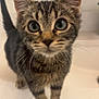 animal, cat, closeup, curious, cute, domestic, ears, eyes, feline, fur, indoor, kitten, looking, pet, portrait, small, standing, tabby, whiskers, young