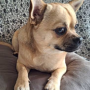 Elhiott a rejoint le concours — aidez-le/la à gagner de superbes lots ! dog, pet, small_dog, tan_fur, animal, paw, ears, cushion, indoor, close_up, face, alert, fur, nose, whiskers, patterned_background, black_and_white, resting, curious, companion