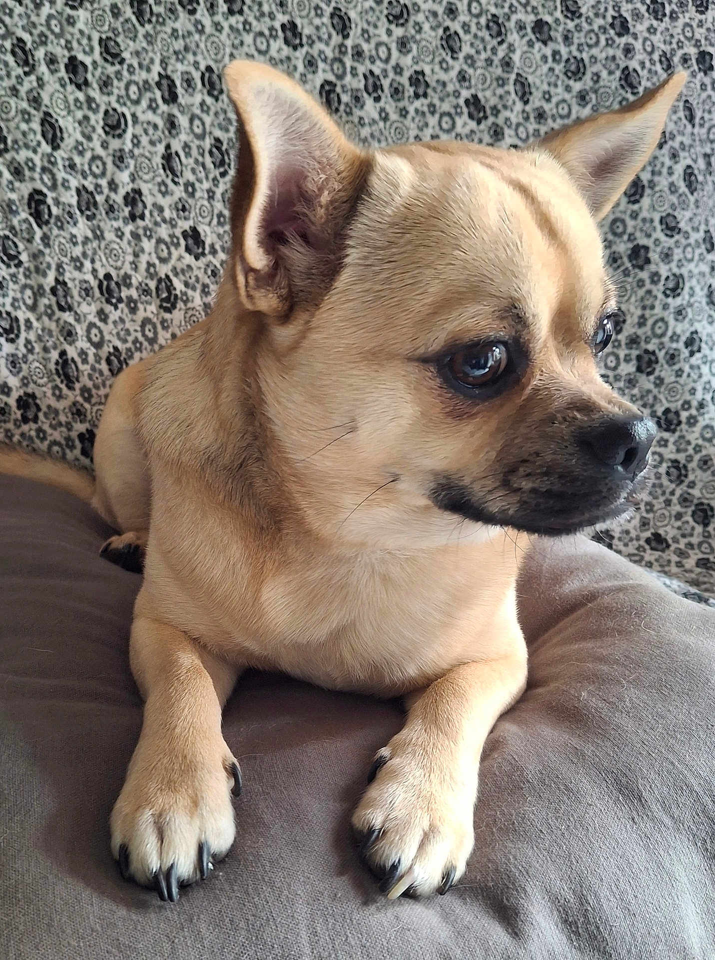 Elhiott a rejoint le concours — aidez-le/la à gagner de superbes lots ! dog, pet, small_dog, tan_fur, animal, paw, ears, cushion, indoor, close_up, face, alert, fur, nose, whiskers, patterned_background, black_and_white, resting, curious, companion