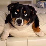 Reign is registered to the contest to win money with this photo: animal, black_fur, blue_eyes, brown_fur, close_up, couch, cute, dog, domestic, front_view, fur, indoor, leather, living_room, looking, pet, puppy, resting, white_fur, young_dog
