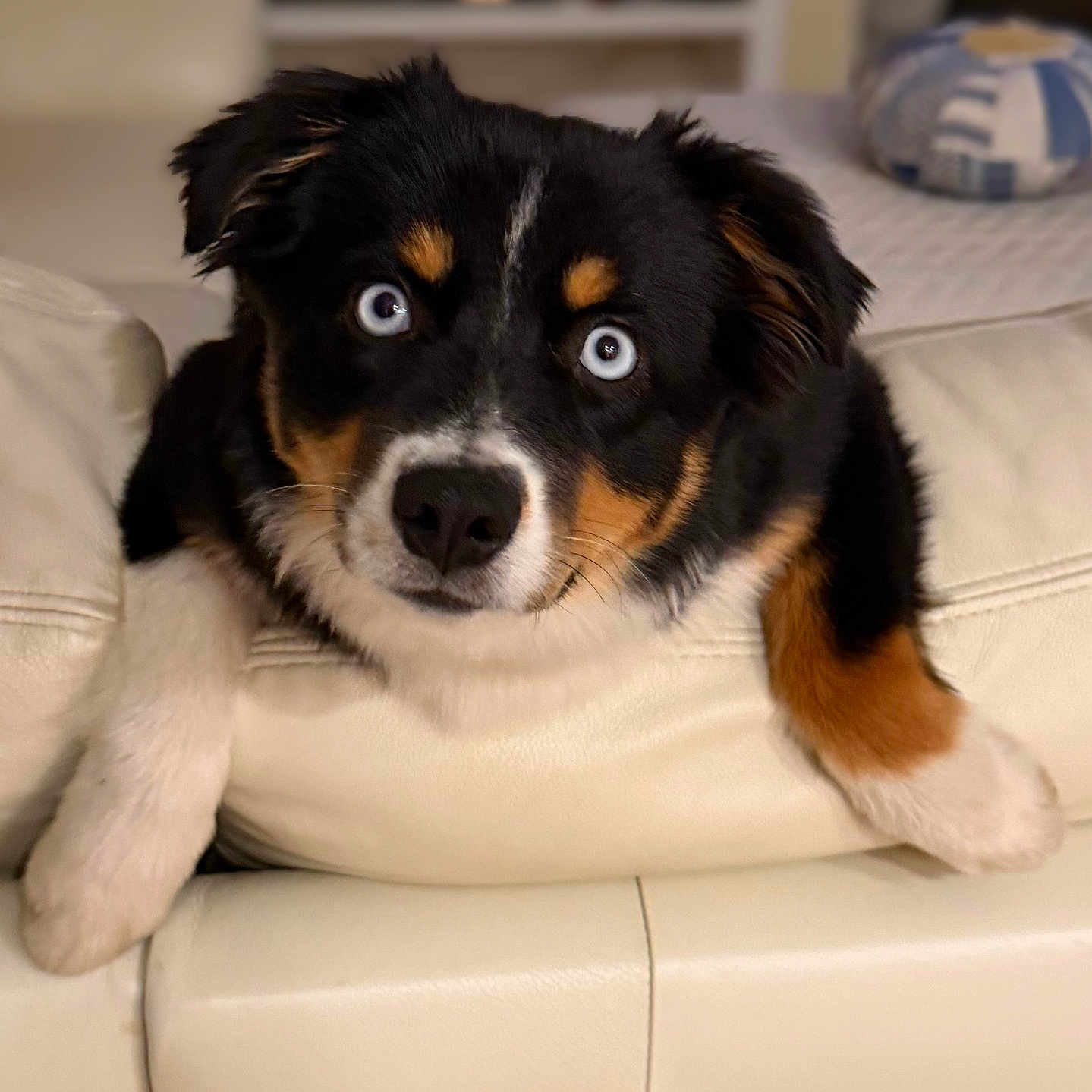 Reign is registered to the contest to win money with this photo: animal, black_fur, blue_eyes, brown_fur, close_up, couch, cute, dog, domestic, front_view, fur, indoor, leather, living_room, looking, pet, puppy, resting, white_fur, young_dog
