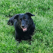 Raven is registered to the contest to win money with this photo: animal, black_dog, canine, companion, dog, field, friendly, grass, greenery, happy, lying_down, mammal, nature, outdoor, pet, playful, smiling, summer, sunlight, tongue_out